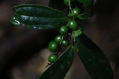 Ripogonum discolor