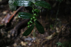 Ripogonum discolor