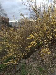 Forsythia