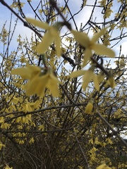 Forsythia