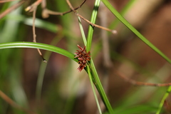 Cyperus disjunctus