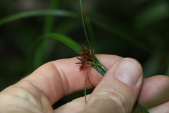 Cyperus disjunctus