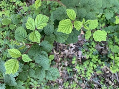 Rubus phoenicolasius