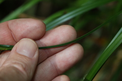 Cyperus disjunctus