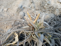 Tillandsia purpurea
