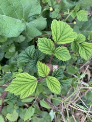 Rubus phoenicolasius