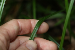Cyperus disjunctus