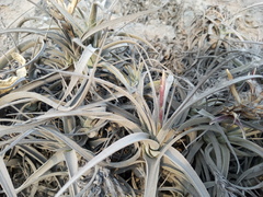 Tillandsia purpurea
