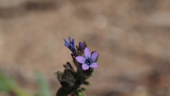 Allophyllum gilioides gilioides