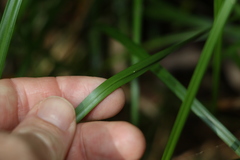 Cyperus disjunctus