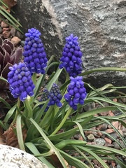 Muscari