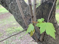 Crataegus