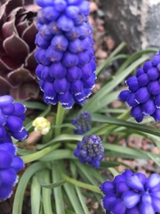 Muscari