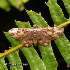 Gymnoscelis deleta