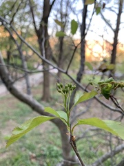 Magnoliopsida