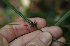 Cyperus disjunctus