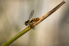 Sphaerophoria pyrrhina