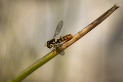 Sphaerophoria pyrrhina