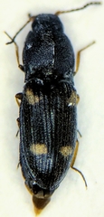 Negastrius