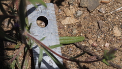 Allophyllum gilioides gilioides