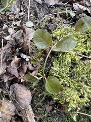 Lysimachia nummularia