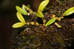 Bulbophyllum shepherdii