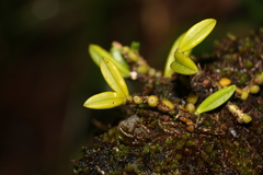 Bulbophyllum shepherdii