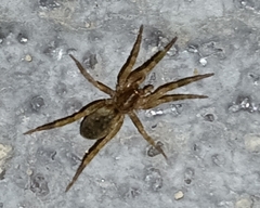 Liocranidae