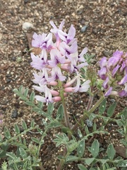 Astragalus succumbens