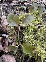 Lysimachia nummularia