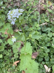 Alliaria petiolata