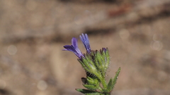 Allophyllum gilioides gilioides