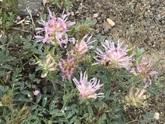 Astragalus succumbens