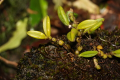 Bulbophyllum shepherdii