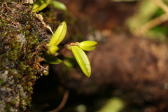 Bulbophyllum shepherdii