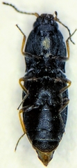 Negastrius