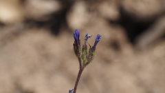 Allophyllum gilioides gilioides