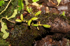Bulbophyllum shepherdii