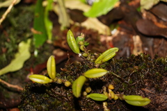 Bulbophyllum shepherdii