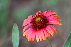 Gaillardia amblyodon