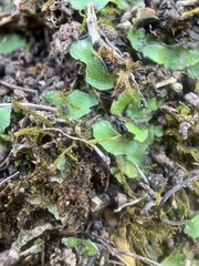 Lunularia cruciata