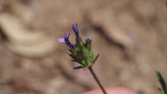 Allophyllum gilioides gilioides