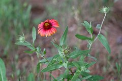 Gaillardia amblyodon