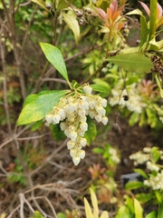 Pieris japonica