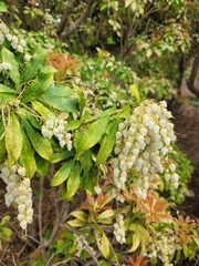 Pieris japonica