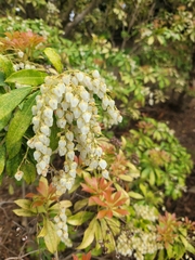 Pieris japonica