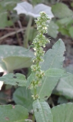 Rumex palustris