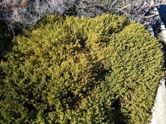 Suaeda novae-zelandiae