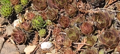Sempervivum globiferum