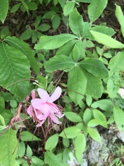 Rhododendron prinophyllum